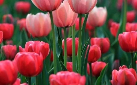 郁金香花语和寓意（郁金香适合送什么人）