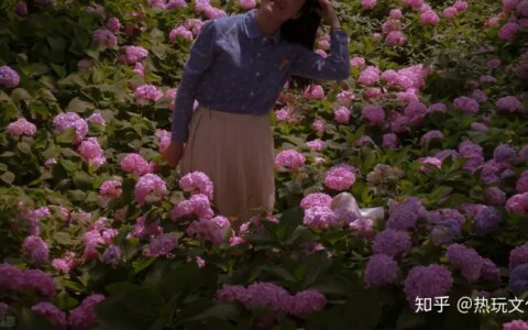 爱的花语之郁金香-郁金香代表爱情的诗句有哪些