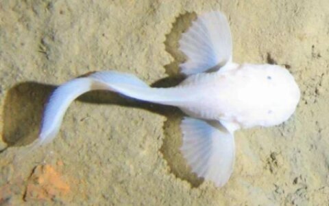 海底8000米处，有什么生物？研究者潜入深海，拍到它们真面目（海底8200米的深海巨兽）