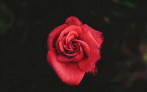品读 | “双向奔赴的恋爱，太甜了”-双向奔赴的恋爱有多甜