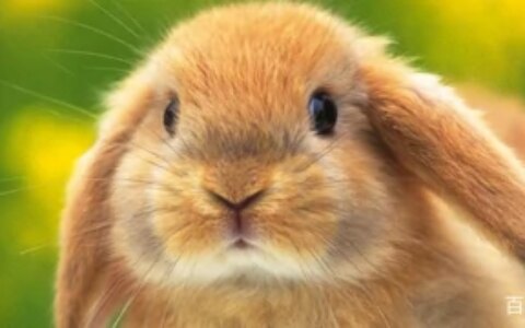 库洛米是猫还是兔子？有什么特点-库洛米是猫还是老鼠
