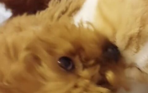 家里的猫猫狗狗打起来了 另一只小狗忙着当拉拉队（小猫小狗打架会不会有危险）