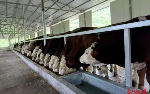 吉首市丹青镇：发展养牛业 “犇”上致富路-吉首市丹青镇镇长