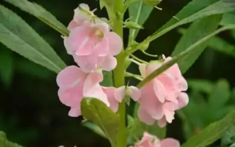 蝴蝶一生短暂，但它无愧于那个短暂一瞬，因为它活得精彩-蝴蝶的一生要经历几个阶段