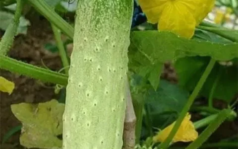 各种蔬菜瓜果分别在什么时候传入中国？